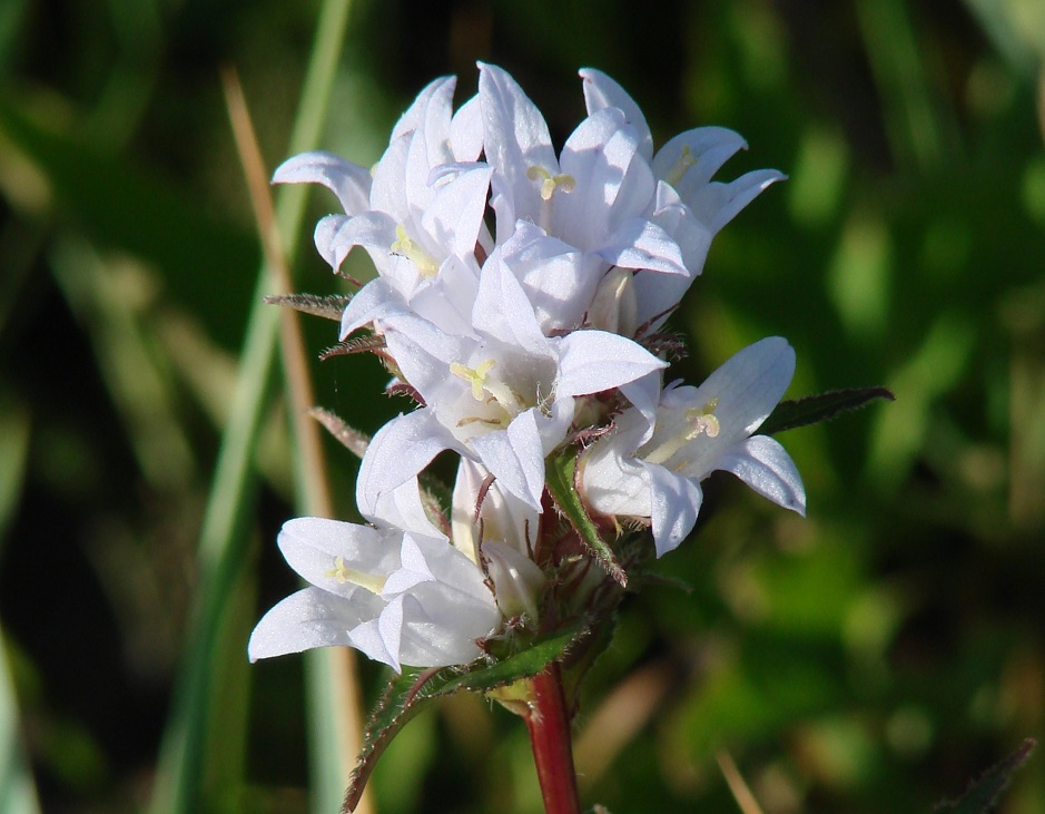 Image of Campanula glomerata specimen.