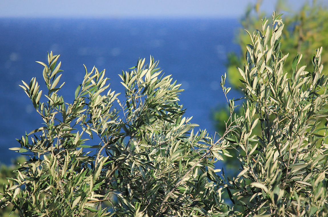 Image of Olea europaea specimen.