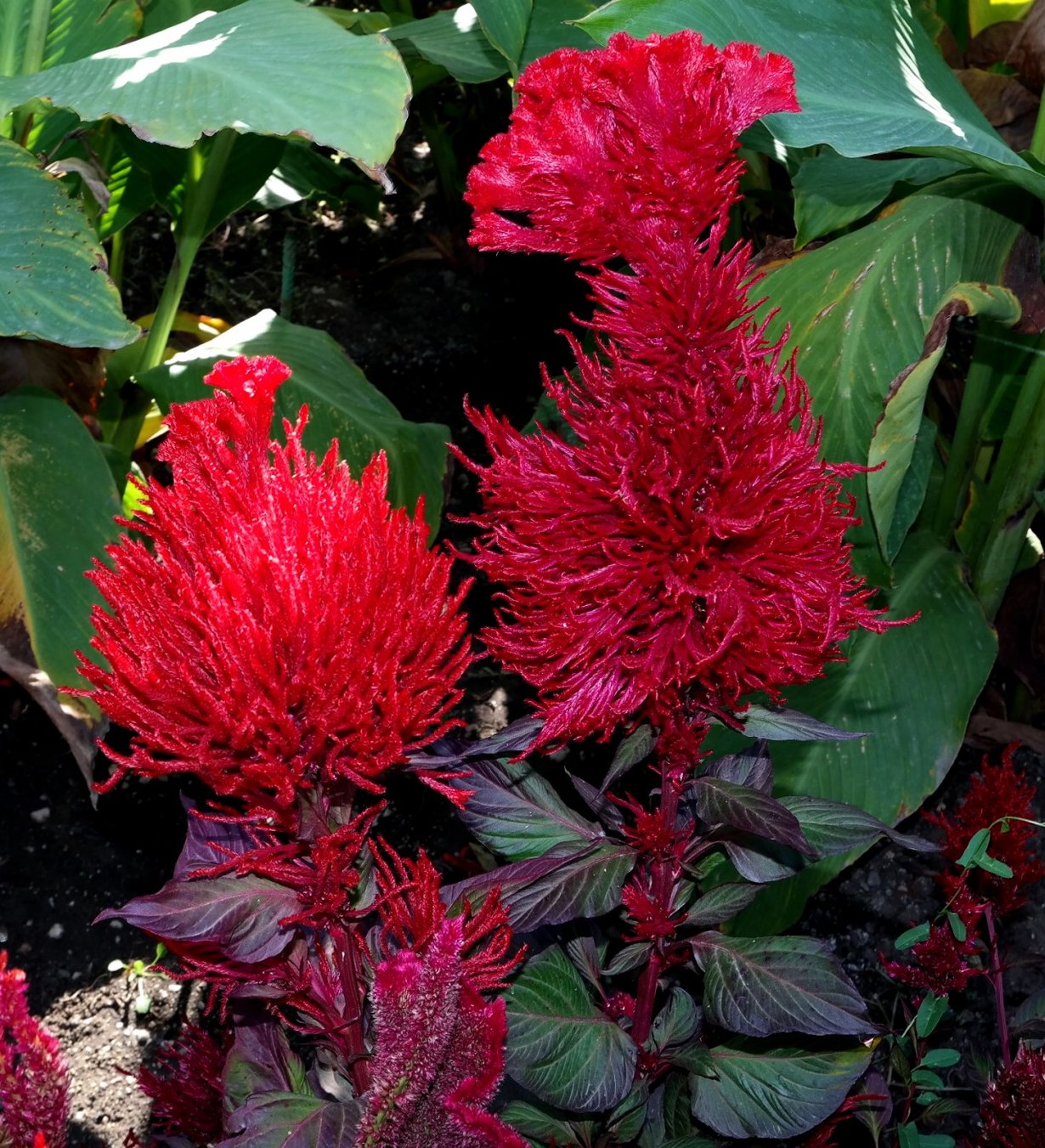 Изображение особи Celosia argentea.