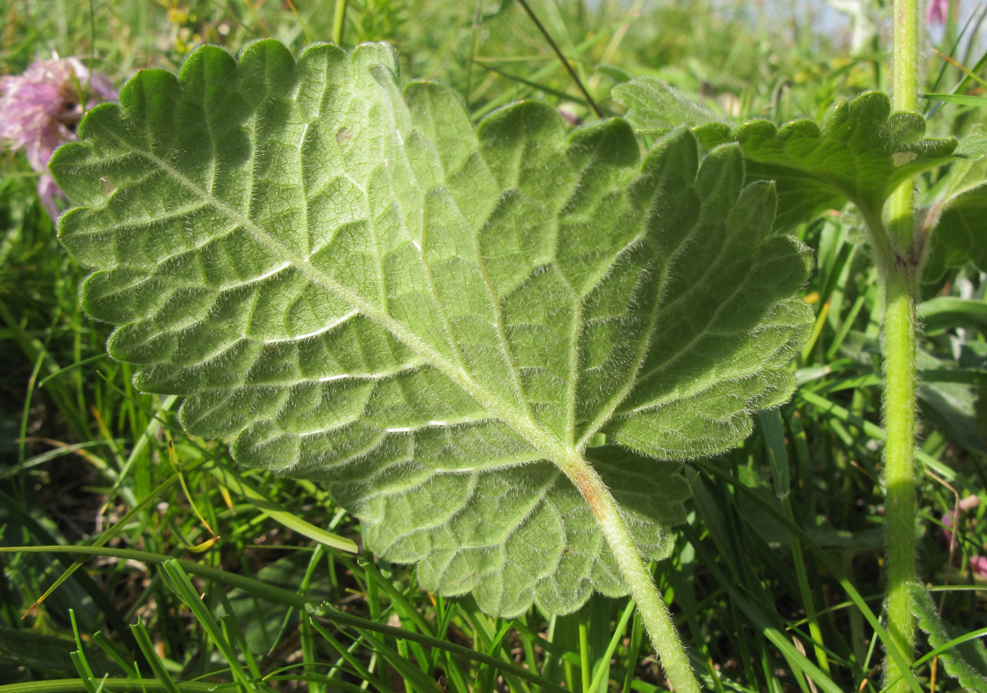 Image of Betonica macrantha specimen.