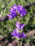 Campanula glomerata. Соцветие. Кыргызстан, Нарынская обл., левый берег долины р. Нарын, окр. с. Таш-Башат. 07.07.2015.