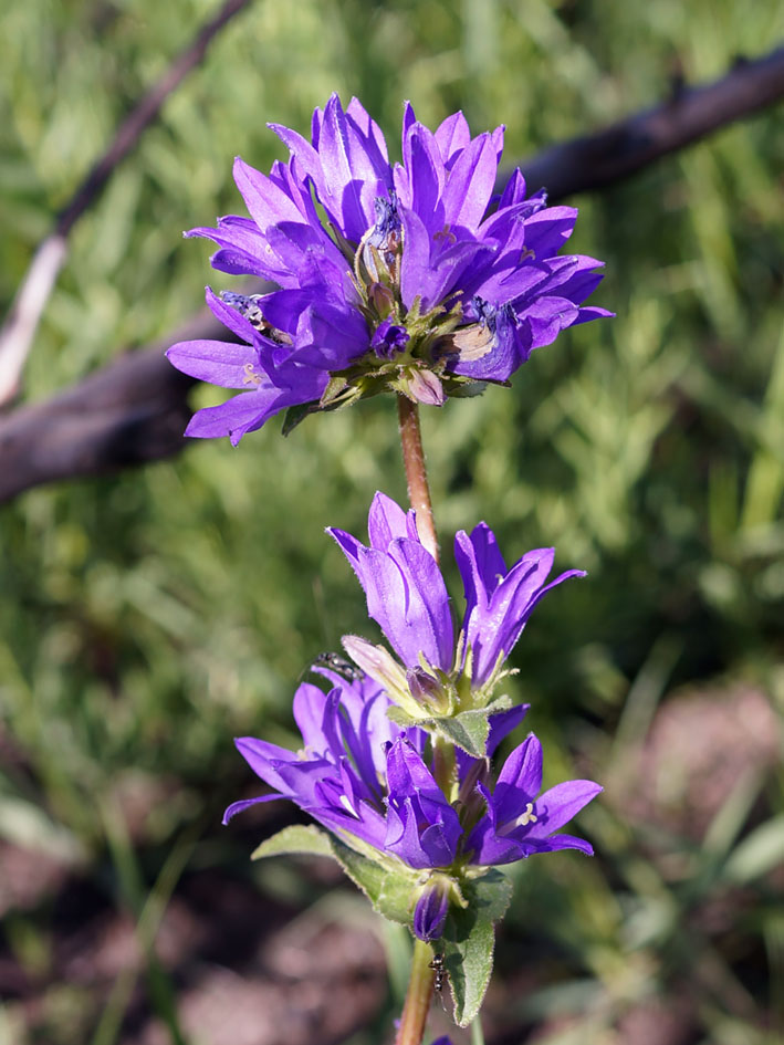 Image of Campanula glomerata specimen.