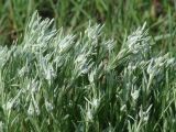 Leontopodium leontopodioides