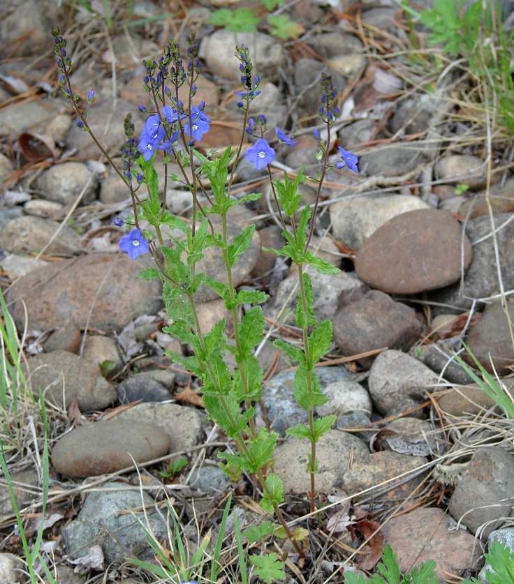 Image of Veronica krylovii specimen.