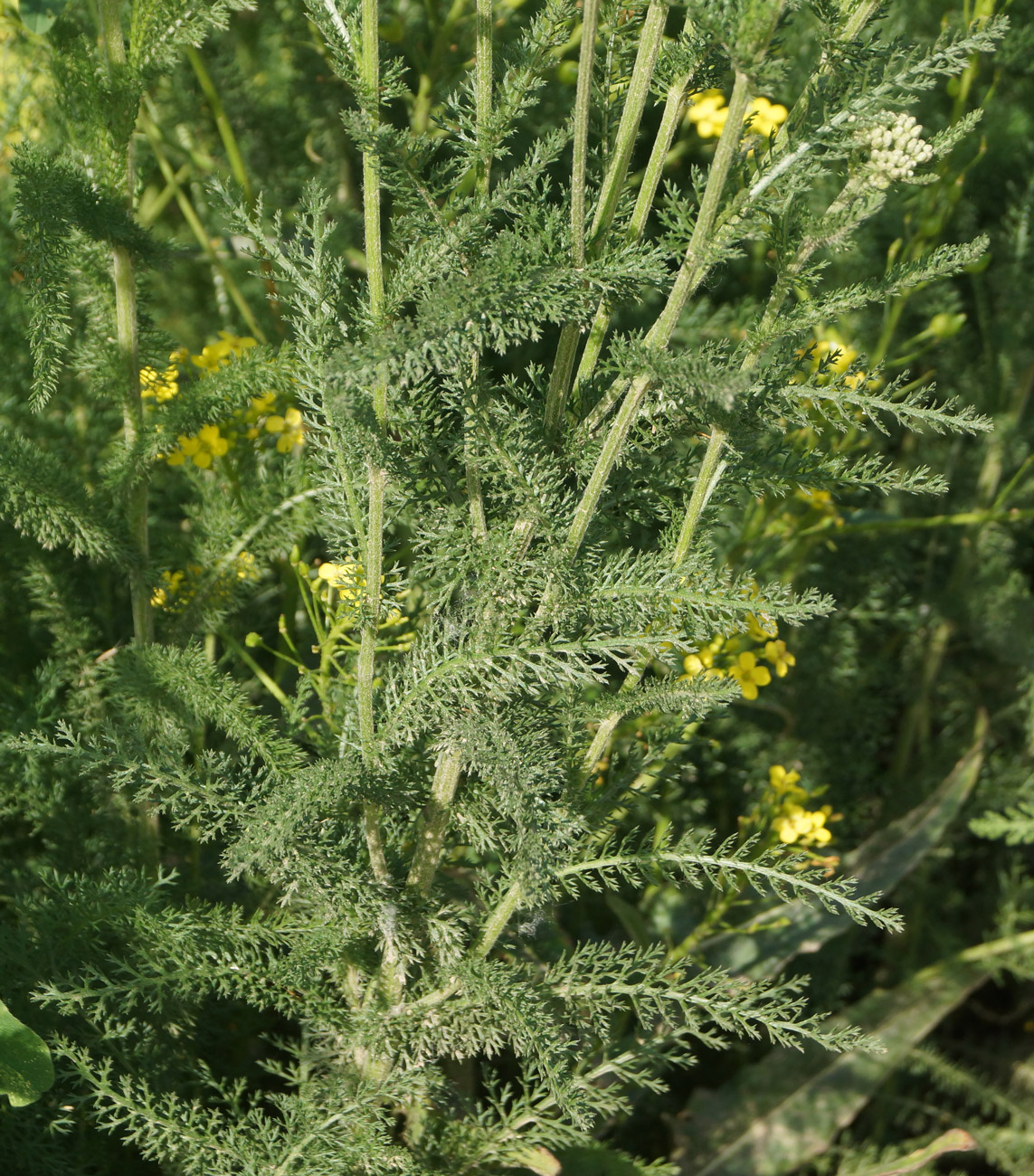 Изображение особи Achillea millefolium.