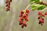 Ribes latifolium. Cоцветия. Приморский край, Уссурийский р-н, Горнотаёжный дендрарий ДВО РАН. 02.05.2014.