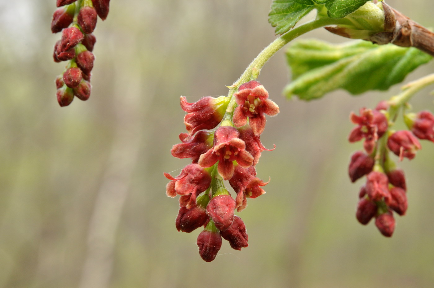 Image of Ribes latifolium specimen.