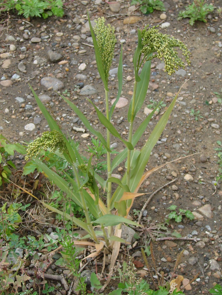 Изображение особи Panicum miliaceum.