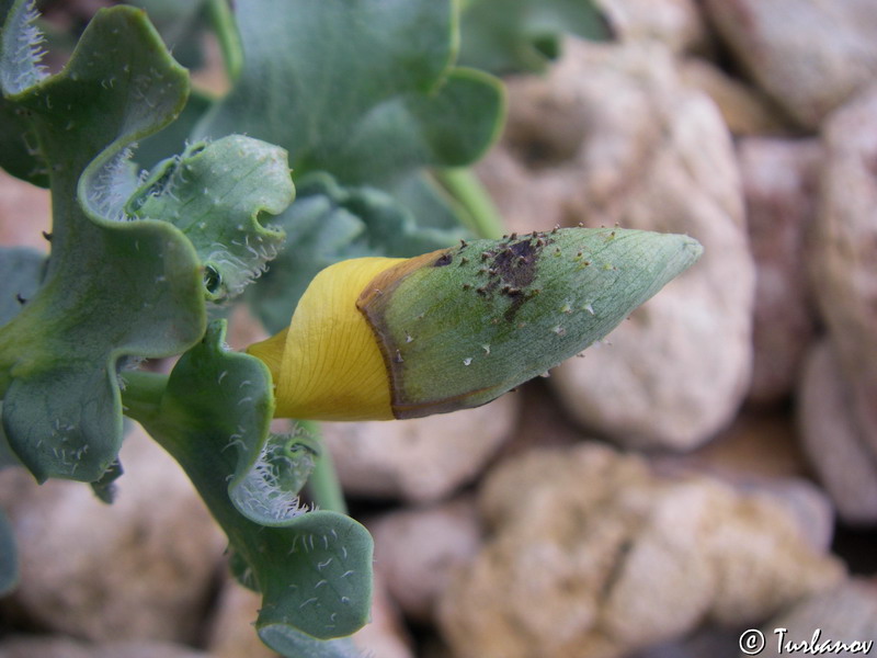 Изображение особи Glaucium flavum.