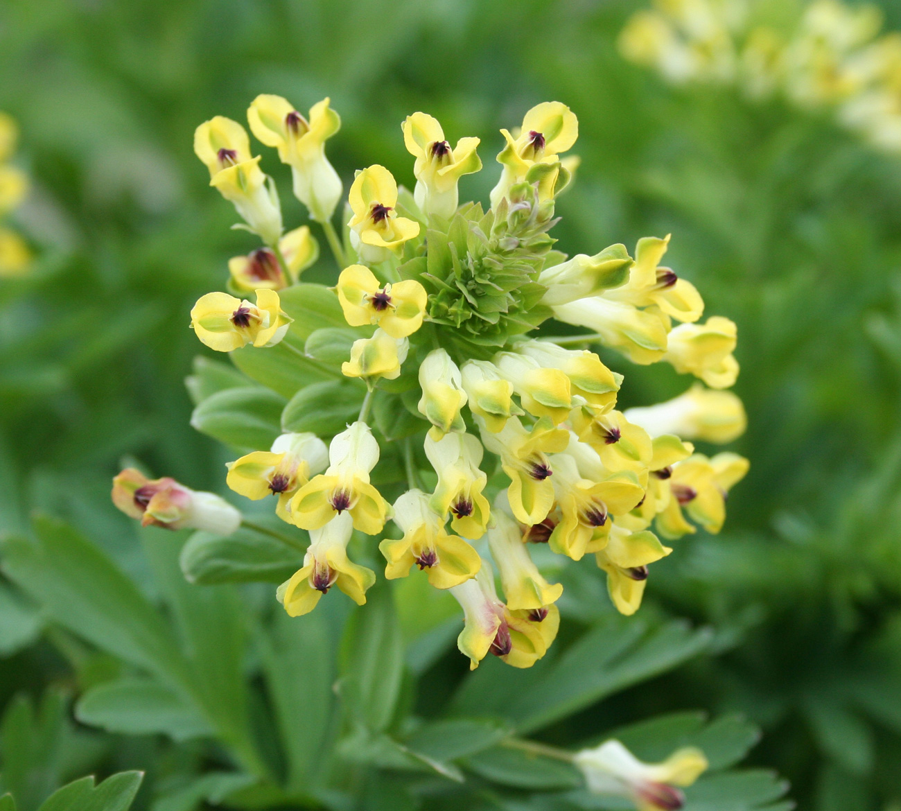 Image of Corydalis nobilis specimen.