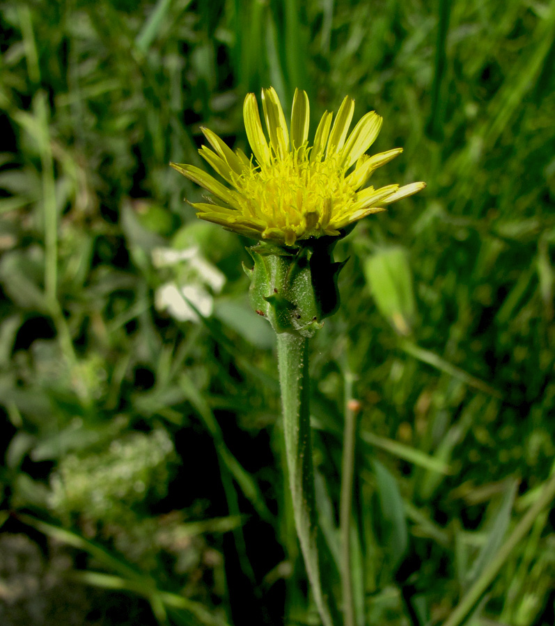 Image of Scorzonera laciniata specimen.