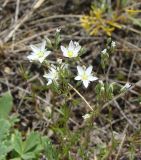 Minuartia setacea. Верхушки цветущих растений. Пензенская обл., ГПЗ \"Приволжская лесостепь\", уч-к \"Кунчеровская степь\". 12 июня 2013 г.