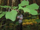 Amelanchier alnifolia. Ветвь со зрелыми плодами. Томск, долина малой реки, опушка соснового леса. 11.08.2012.