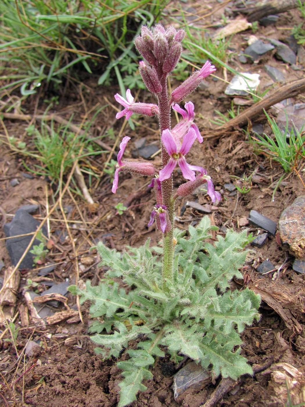 Image of Parrya hispida specimen.