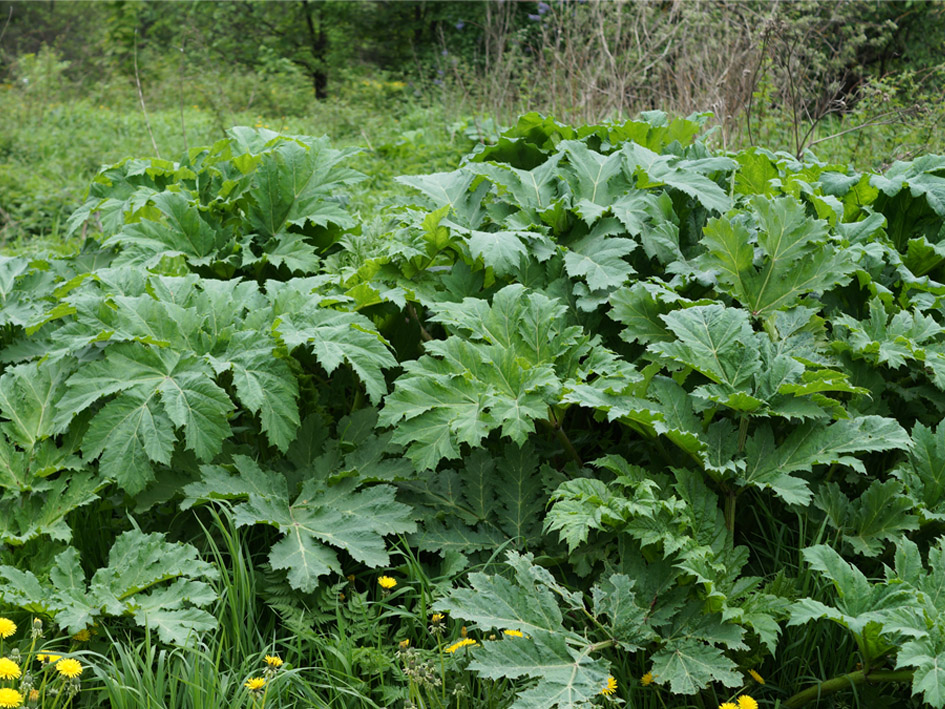Image of Heracleum sosnowskyi specimen.