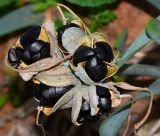 Pancratium maritimum