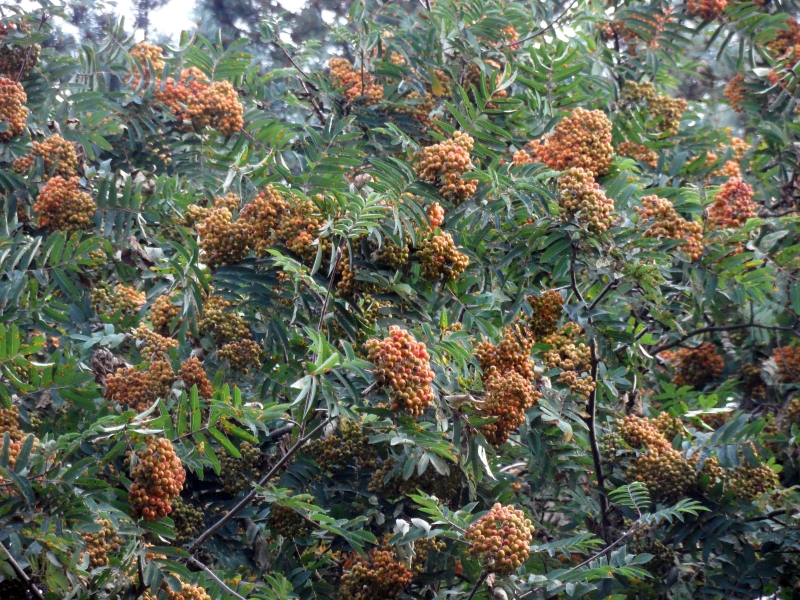 Изображение особи Sorbus aucuparia.