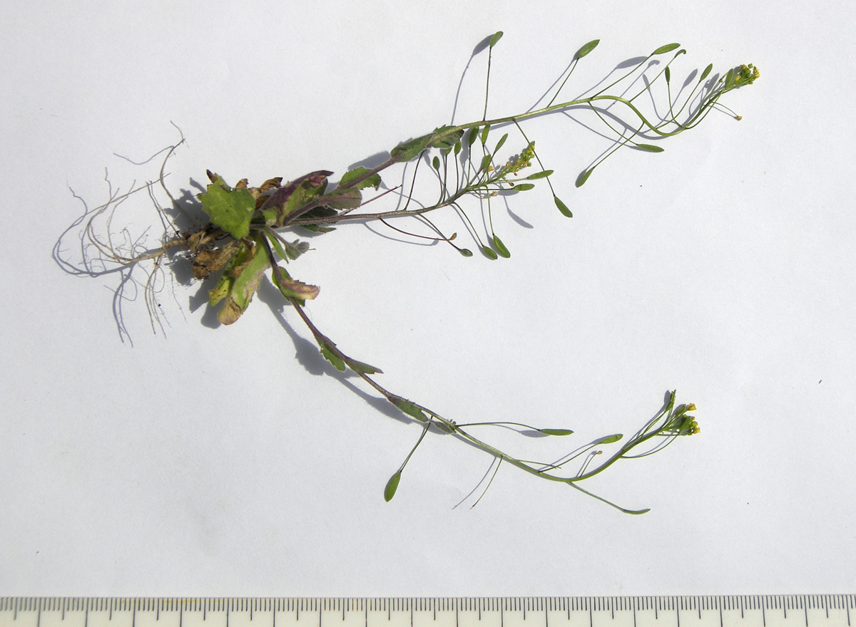 Image of Draba nemorosa specimen.