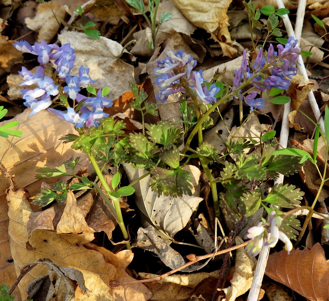 Image of Corydalis ambigua var. pectinata specimen.