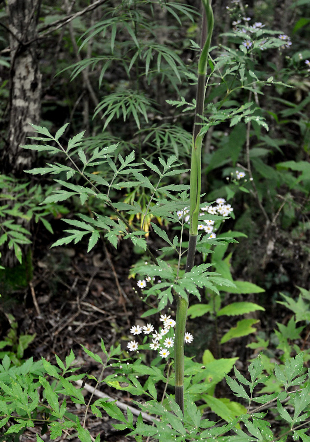 Image of Angelica anomala specimen.