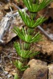 Equisetum telmateia. Часть молодого вегетативного побега. Республика Адыгея, г. Майкоп, южная окраина города, на осыпи обрыва у дубово-грабово-букового леса. 14.05.2016.