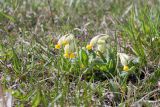 Primula veris