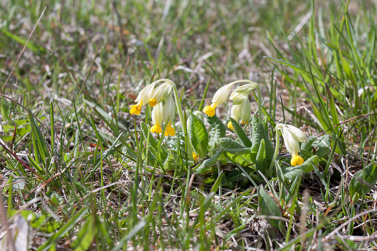 Image of Primula veris specimen.