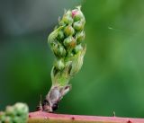 Rubus allegheniensis