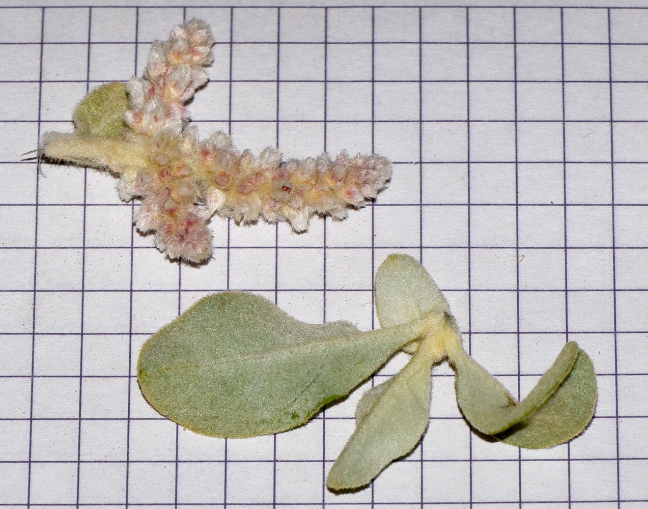Image of Aerva javanica specimen.