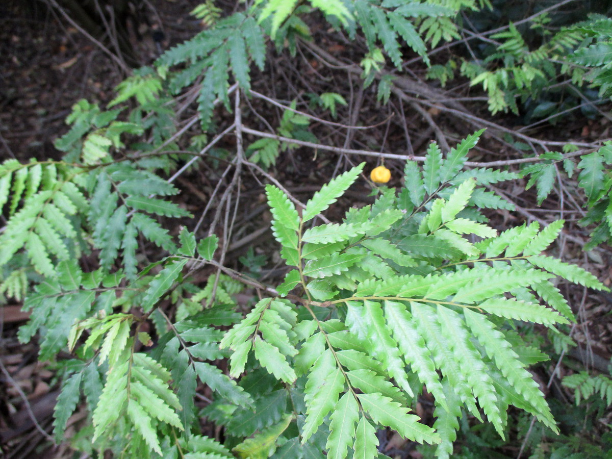 Image of Sarcotoechia serrata specimen.