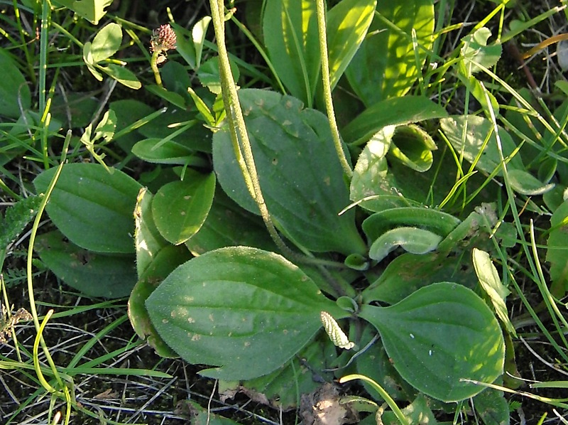 Image of Plantago media specimen.