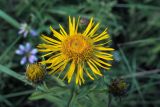 Inula salicina