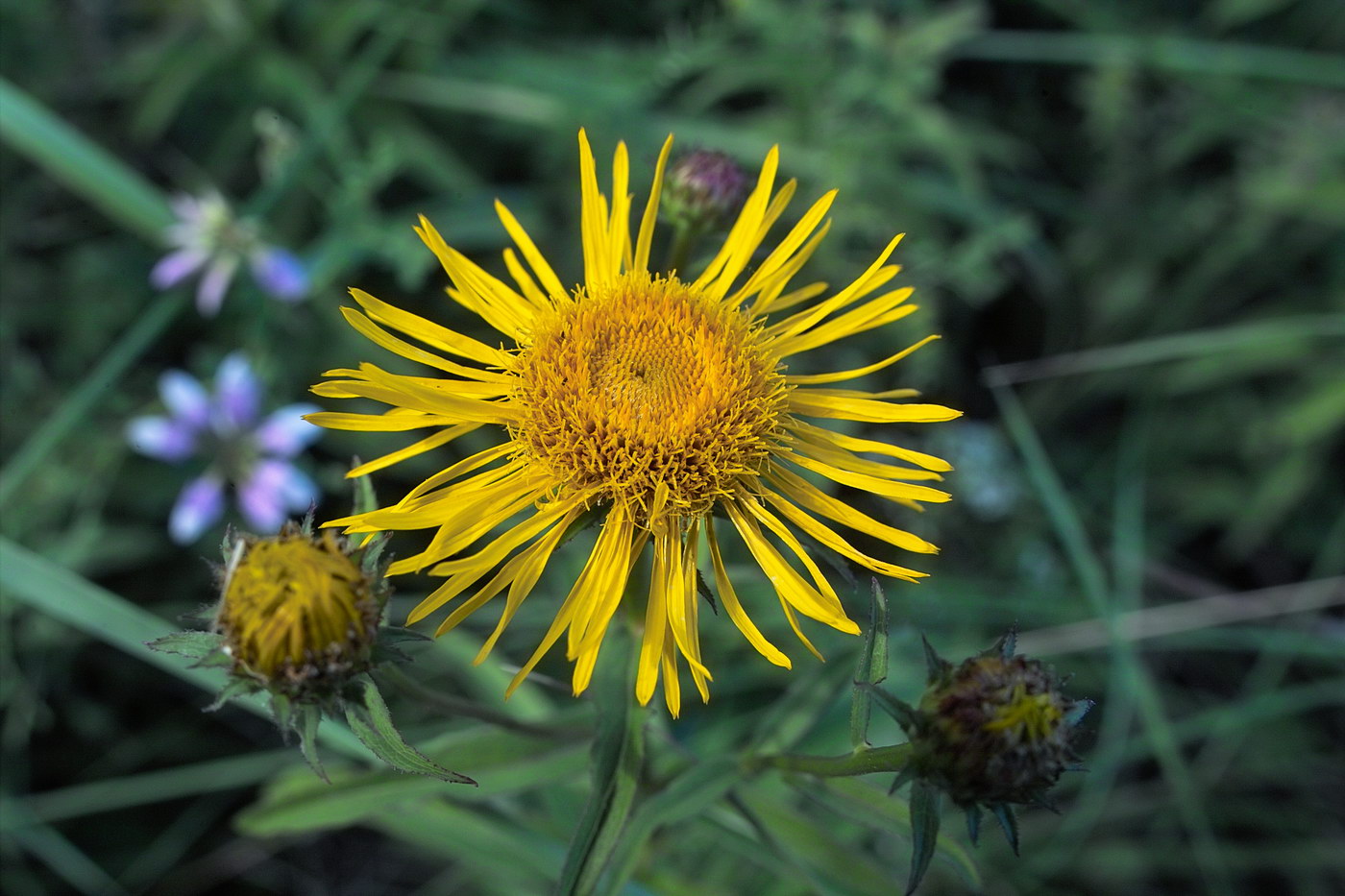 Image of Inula salicina specimen.