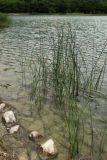 Schoenoplectus lacustris
