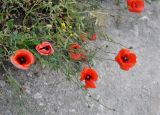 Papaver rhoeas var. strigosum