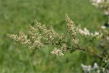 Изображение особи. Автор - Мария Новикова