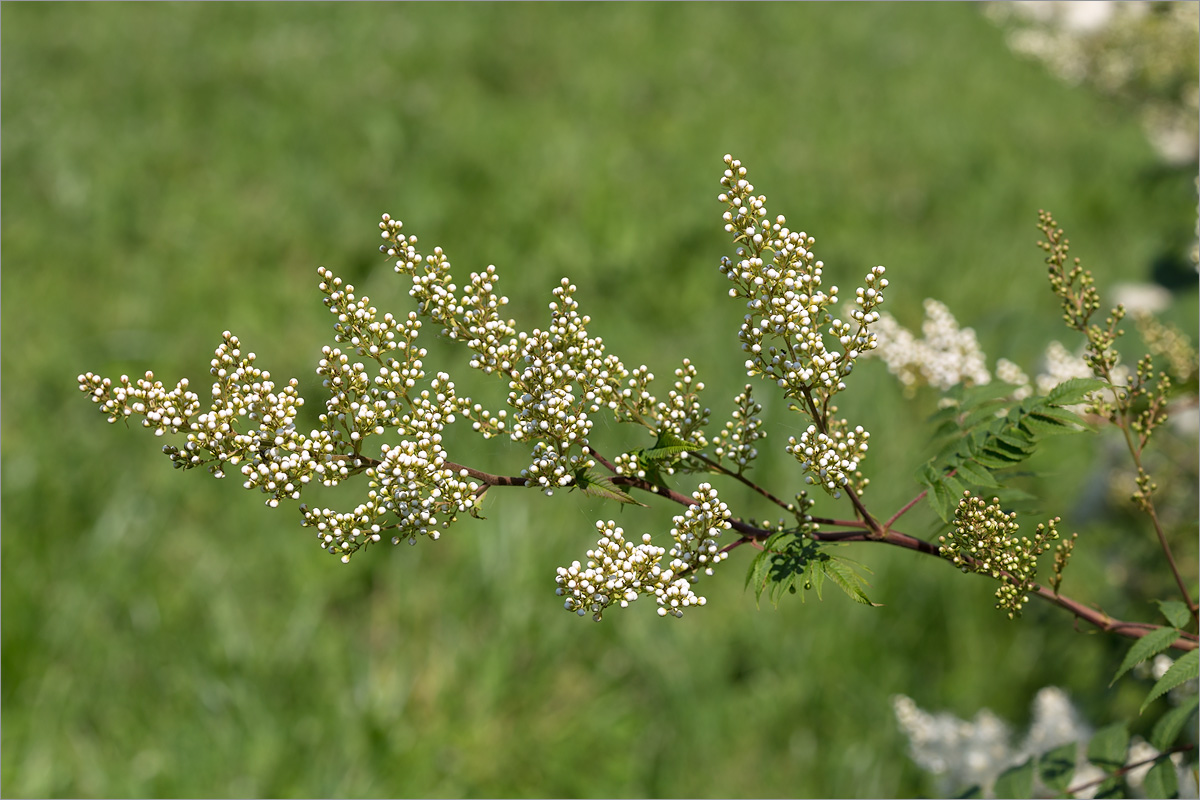 Изображение особи Sorbaria sorbifolia.
