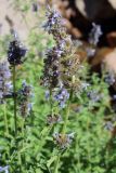 Nepeta alatavica