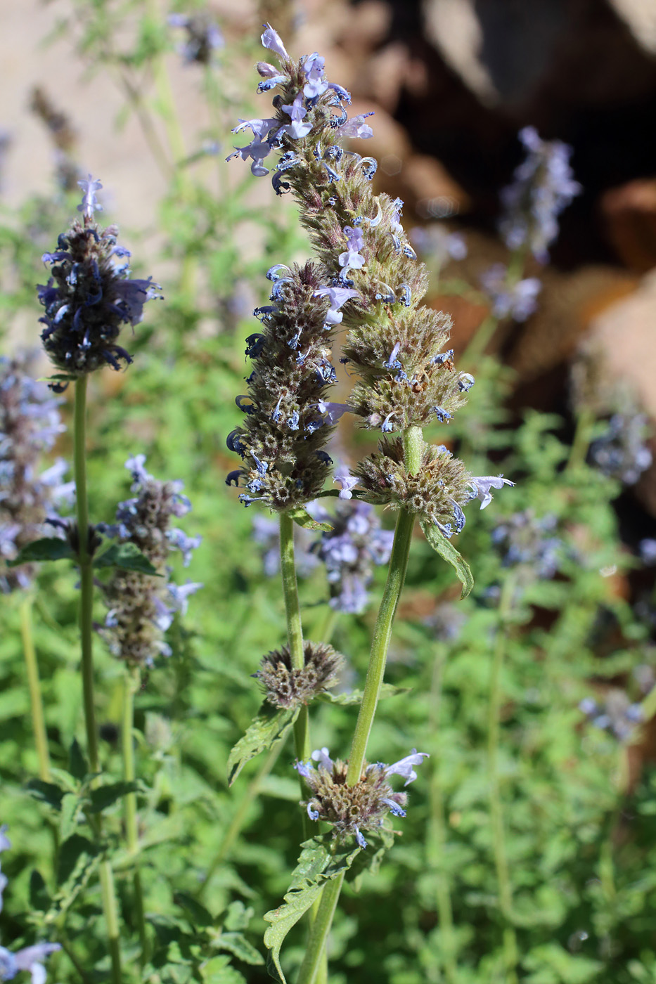 Image of Nepeta alatavica specimen.