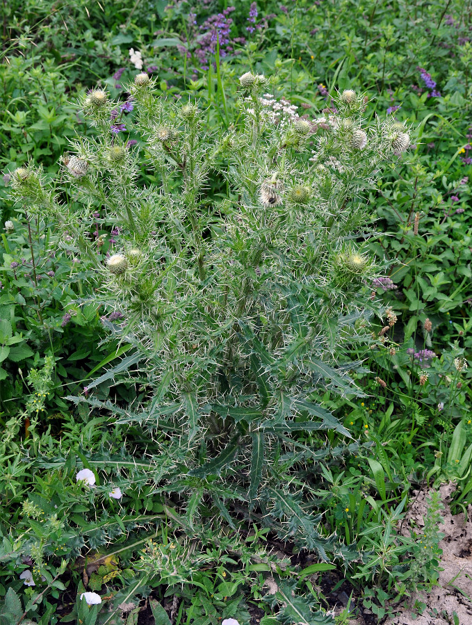 Изображение особи Cirsium echinus.