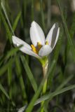 Zephyranthes candida