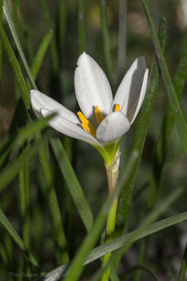 Image of Zephyranthes candida specimen.