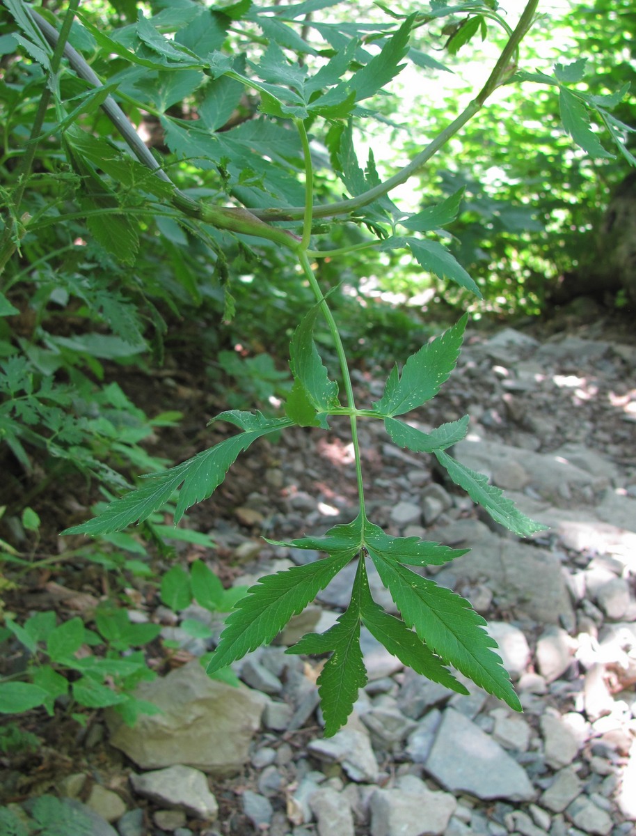 Image of Rhizomatophora aegopodioides specimen.