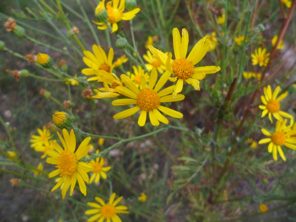 Image of Senecio erucifolius specimen.