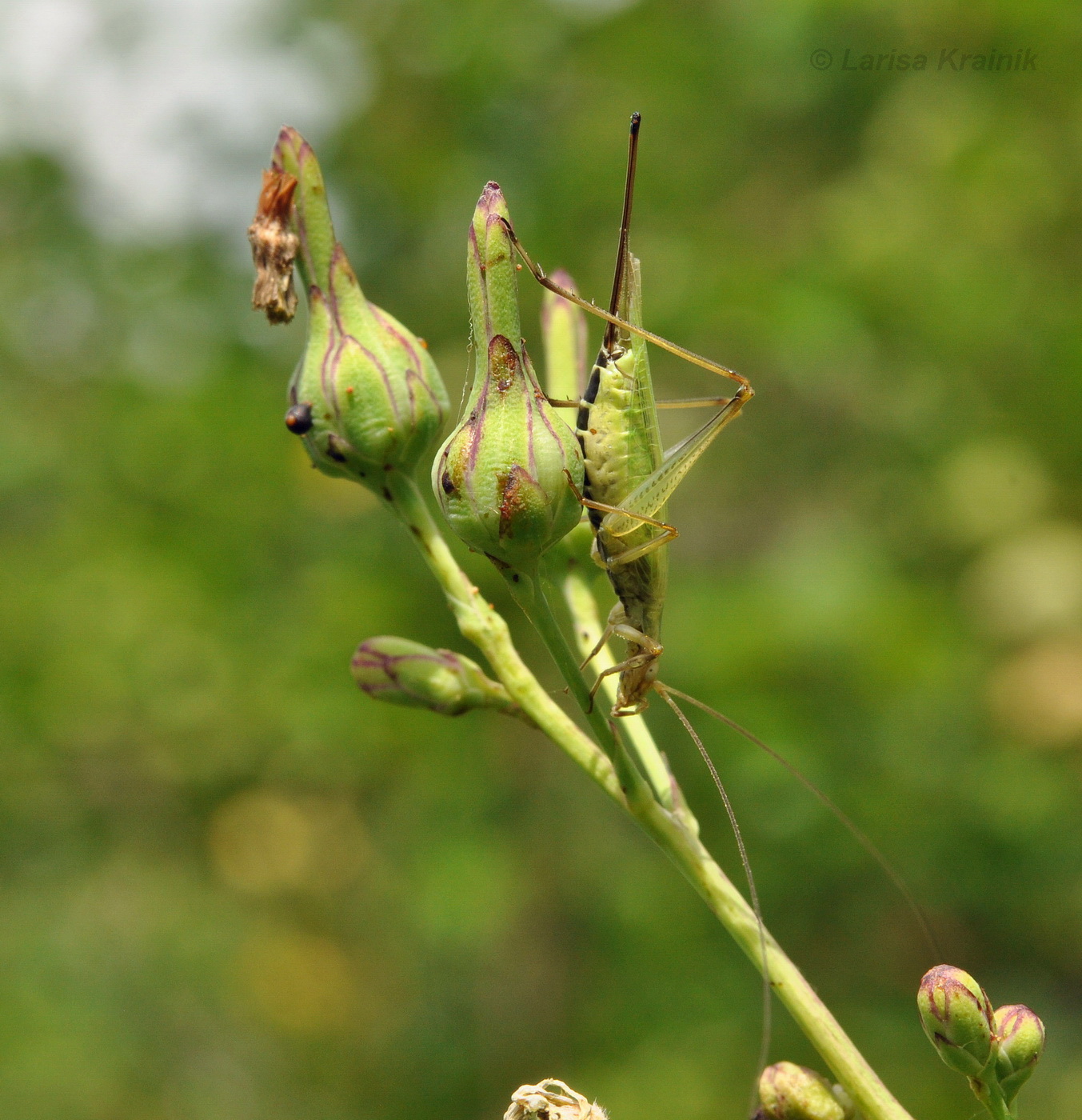 Image of Lactuca indica specimen.