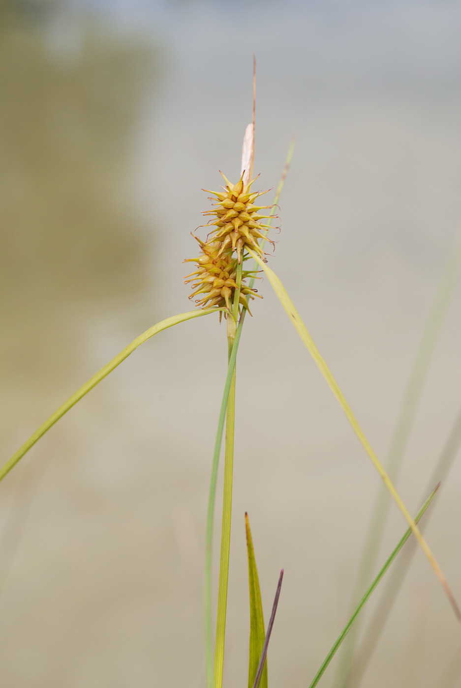 Изображение особи Carex flava.