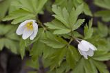 Anemone nemorosa