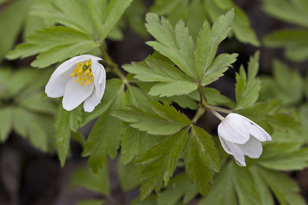 Image of Anemone nemorosa specimen.