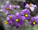 Solanum pseudopersicum