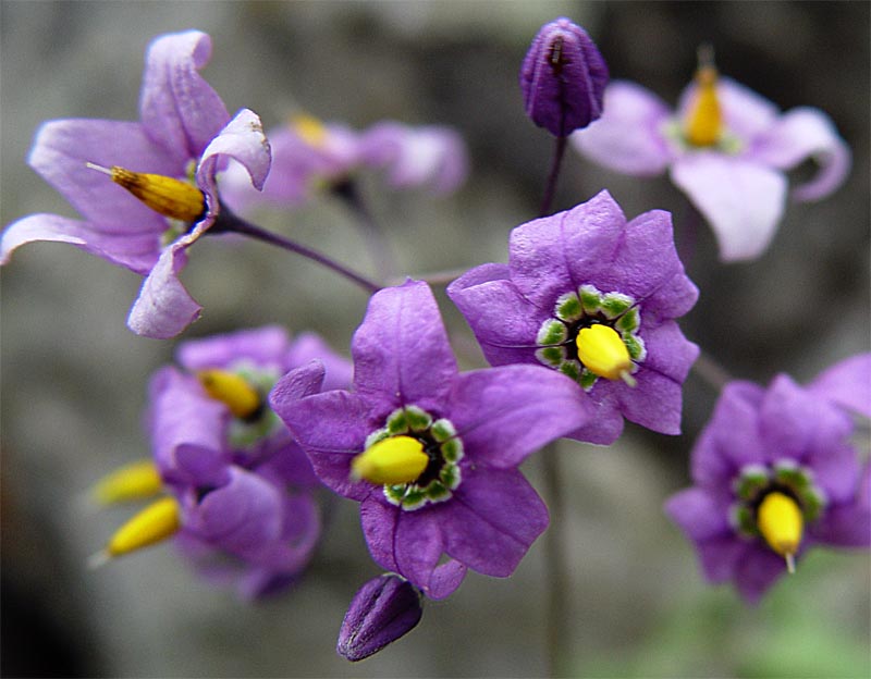 Image of Solanum pseudopersicum specimen.